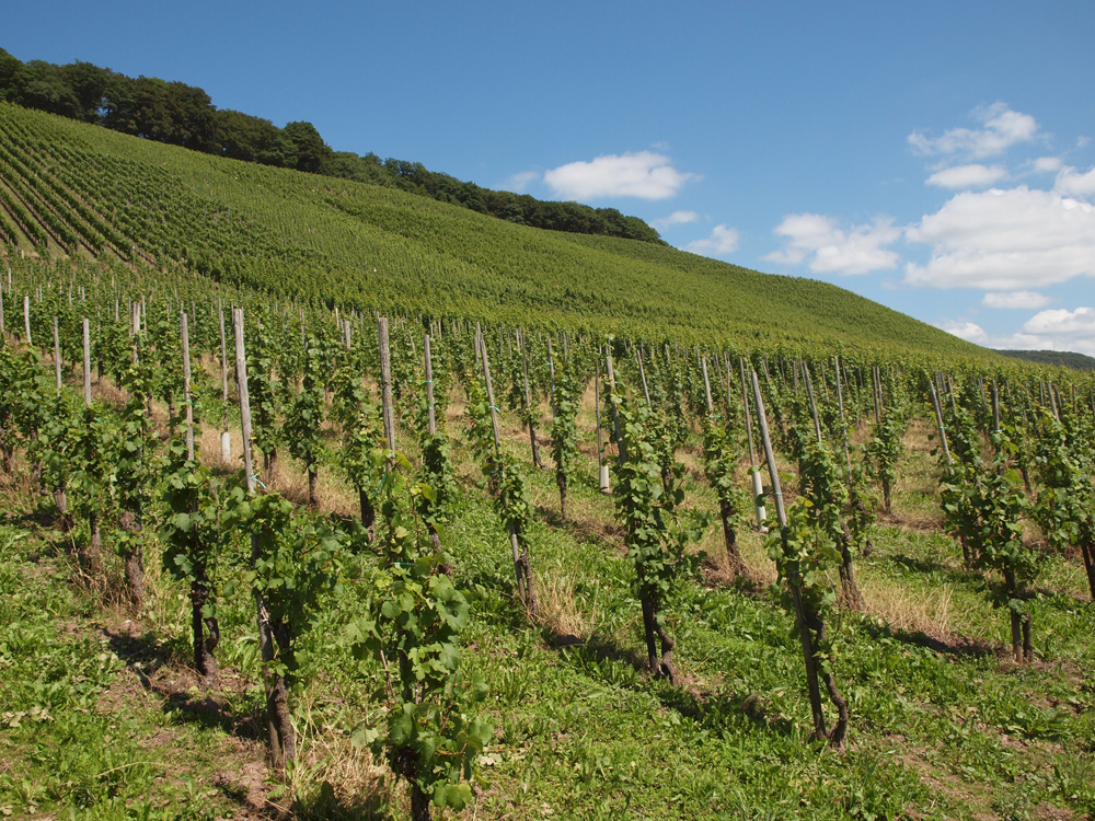 Weingut Eilenz, Ayl